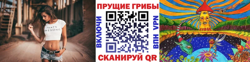дарнет шоп  Кораблино  Псилоцибиновые грибы Psilocybine cubensis 